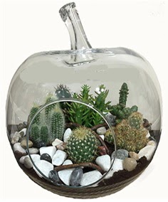 Terrarium tanzim elma camda 5 kakt�s  G�lba�� �i�ek�i g�venli kaliteli h�zl� �i�ek 