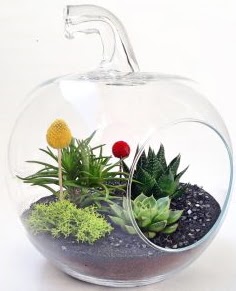 Elma Terrarium orta boy 5 kakt�s  G�lba�� �i�ek sipari�i yurti�i ve yurtd��� �i�ek sipari�i 