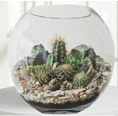 Cam fanus Terrarium 5 kakt�s  G�lba�� �i�ek�iler  �i�ek sipari�i sitesi 