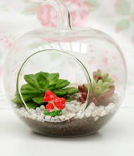 K���k elma terrarium 3 kakt�s  G�lba�� ankara �i�ek g�nderme sitemiz g�venlidir 