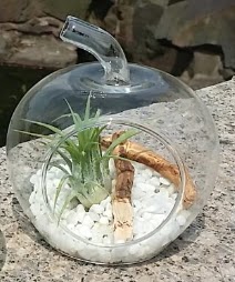 Elma k���k boy terrarium 1 kakt�s  G�lba�� �i�ek kaliteli taze ve ucuz �i�ekler 