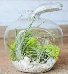 Elma terrarium k���k boy 2 kakt�s  G�lba�� �i�ek yolla , �i�ek g�nder , �i�ek�i  