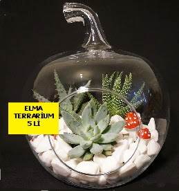 5 kakt�sl� Elma terrarium orta boy  G�lba�� ankara �i�ek g�nderme sitemiz g�venlidir 