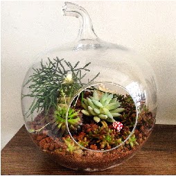 Orta boy elma terrarium 3 kakt�sl�  G�lba�� �i�ek sipari�i yurti�i ve yurtd��� �i�ek sipari�i 