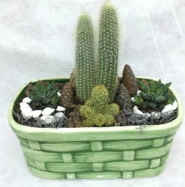 Seramik i�erisinde 5 kakt�sl� terrarium  G�lba�� �i�ek g�nder cicekciler , cicek siparisi 