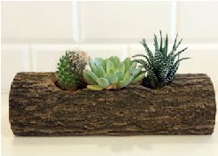 Ah�ap k�t�k 3 kakt�s terrarium  ankara G�lba�� �i�ek ma�azas� , �i�ek�i adresleri 