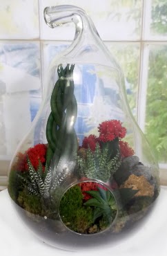 5 adet kakt�s orta boy armut terrarium  G�lba�� �i�ek�i g�venli kaliteli h�zl� �i�ek 