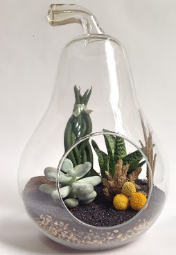 Orta boy armut 5 kakt�s terrarium  G�lba�� ankara �i�ek servisi , �i�ek�i adresleri 