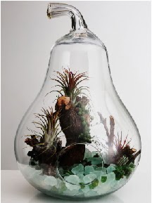 Orta boy Armut 6 adet kakt�s terrarium  G�lba�� �i�ek kaliteli taze ve ucuz �i�ekler 