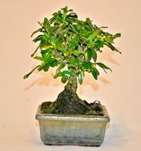 Zelco bonsai saks bitkisi  ieki Glba ieki maazas 