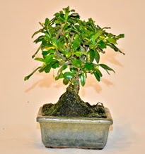 Zelco bonsai saks� bitkisi  �i�ek�i G�lba�� �i�ek�i ma�azas� 