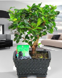 Bonsai japon a�ac� saks� bitkisi  Ankara G�lba�� hediye sevgilime hediye �i�ek 