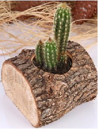 K�t�k i�erisinde 3 kakt�s terrarium  G�lba�� �i�ek kaliteli taze ve ucuz �i�ekler 