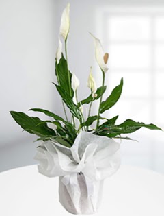 Spathiphyllum �i�e�i Bar�� �i�e�i  G�lba��na �i�ek , �i�ek�i , �i�ek�ilik  