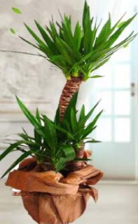 2 li yucca saks� �i�ek bitkisi  G�lba�� �i�ek�i g�venli kaliteli h�zl� �i�ek 
