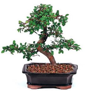 �thal bonsai japon a�ac�  G�lba�� �i�ek�i g�venli kaliteli h�zl� �i�ek 