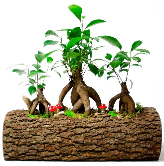 Do�al k�t�k i�inde 3 Bonsai Japon a�ac�  G�lba�� �i�ek sipari�i yurti�i ve yurtd��� �i�ek sipari�i 
