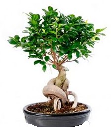 Bonsai japon a�ac� seramik i�inde  G�lba�� �i�ek yolla online �i�ek�i , �i�ek sipari�i 