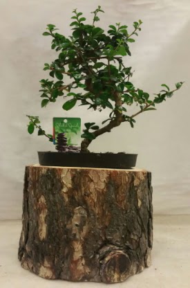 Doal ktk iinde bonsai japon aac  Ankaradaki iekiler Glba cicek , cicekci 
