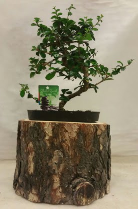 Do�al k�t�k i�inde bonsai japon a�ac�  Ankaradaki �i�ek�iler G�lba�� cicek , cicekci 