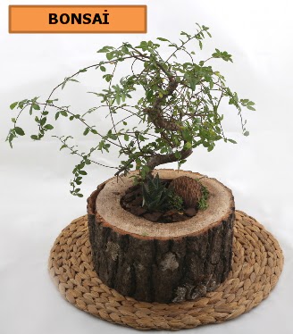 Do�al a�a� k�t�k i�erisinde bonsai bitkisi  G�lba�� �i�ek g�nder cicekciler , cicek siparisi 