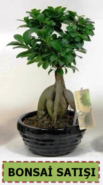Bonsai japon a�ac� ginseng bonsai  G�lba�� �i�ek�iler  �i�ek sipari�i sitesi 