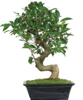 Bonsai saks� bitkisi japon a�ac�  Ankara �i�ek�i G�lba�� �nternetten �i�ek sipari�i 