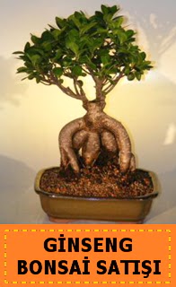 Ginseng bonsai sat japon aac  Glba Ankara iek yolla 