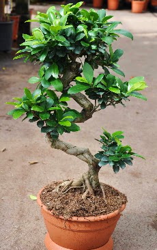Orta boy bonsai saks bitkisi  Glba iek yolla , iek gnder , ieki  