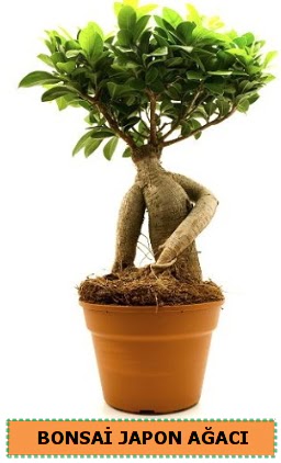 Bonsai japon a�ac� sat���  �i�ek�i G�lba�� �i�ek�i ma�azas� 
