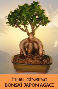 thal japon aac ginseng bonsai sat  Ankaradaki iekiler Glba cicek , cicekci 