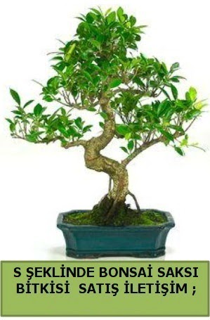 thal S eklinde dal erilii bonsai sat  Ankara Glba 14 ubat sevgililer gn iek 