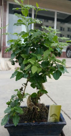 Bonsai japon a�ac� saks� bitkisi  Ankara �i�ek�i G�lba�� �nternetten �i�ek sipari�i 