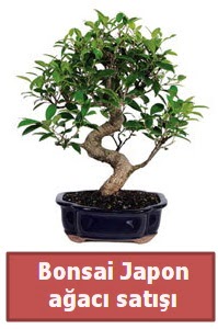 Japon aac bonsai sat  Glba ieki gvenli kaliteli hzl iek 