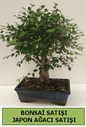 Minyatr bonsai japon aac sat  Glba iek gnder cicekciler , cicek siparisi 