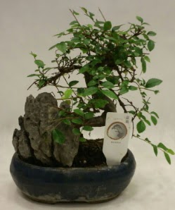 thal 1.ci kalite bonsai japon aac  Ankara Glba hediye sevgilime hediye iek 