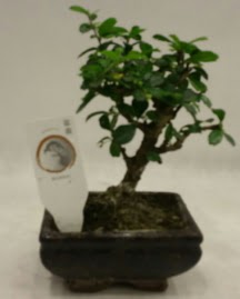 Kk minyatr bonsai japon aac  Ankara Glba 14 ubat sevgililer gn iek 