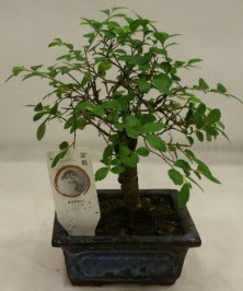 Minyatr ithal japon aac bonsai bitkisi  Ankara Glba hediye sevgilime hediye iek 