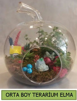 Orta boy terarium elma 5 kakt�s  G�lba�� �i�ek�iler  �i�ek sipari�i sitesi 