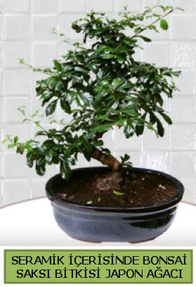 Seramik vazoda bonsai japon aac bitkisi  Glba ieki gvenli kaliteli hzl iek 