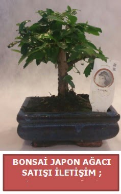 Japon aac minyar bonsai sat  Ankara Glba hediye sevgilime hediye iek 