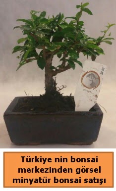 Japon aac bonsai sat ithal grsel  Ankara Glba ieki uluslararas iek gnderme 