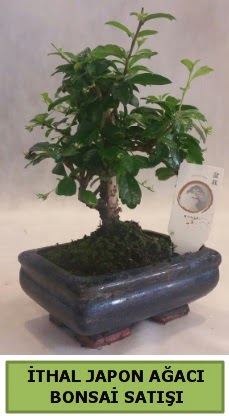 thal japon aac bonsai bitkisi sat  Glba anneler gn iek yolla 