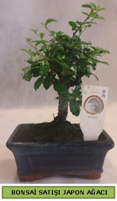 Minyatr bonsai aac sat  Ankara Glba 14 ubat sevgililer gn iek 