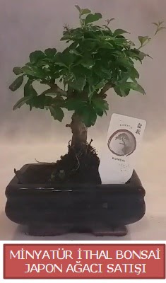 Kk grsel bonsai japon aac bitkisi  Glba iek online iek siparii 
