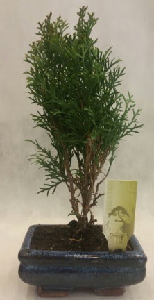 SINIRLI SAYIDA �R�N Selvi Bonsai  Ankaradaki �i�ek�iler G�lba�� cicek , cicekci 