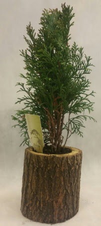 SINIRLI STOK Selvi Bonsai Do�al k�t�kte  Ankaradaki �i�ek�iler G�lba�� cicek , cicekci 