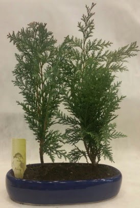 SINIRLI SAYIDA Selvi A�ac� bonsai ikili  G�lba�� anneler g�n� �i�ek yolla 