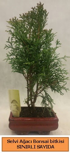 Selvi aac bonsai japon aac bitkisi  Ankara Glba hediye sevgilime hediye iek 