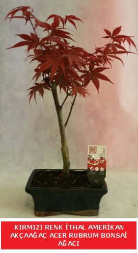 �THAL ACER RUBRUM BONSA� A�ACI  G�lba�� �i�ek g�nder cicekciler , cicek siparisi 
